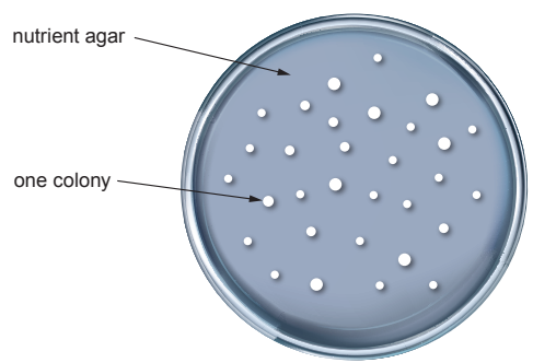 Petri dish with nutrient agar, labelled, showing multiple white bacterial colonies of varying sizes across its surface.