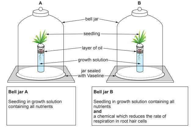 Two bell jars, A and B, each contain a seedling in nutrient solution. Jar B includes a chemical to reduce root respiration. Both jars are sealed.