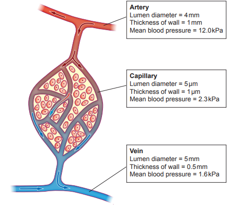 Diagram of blood vessels: artery, capillary, and vein with dimensions and pressures. Artery has 12.0kPa, capillary 2.3kPa, and vein 1.6kPa pressure.