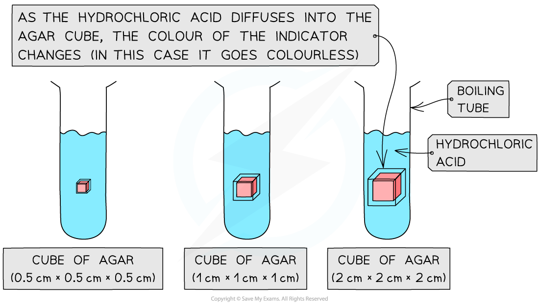 Three test tubes with blue liquid and pink agar cubes of increasing size demonstrate diffusion of hydrochloric acid, changing the cube colour.