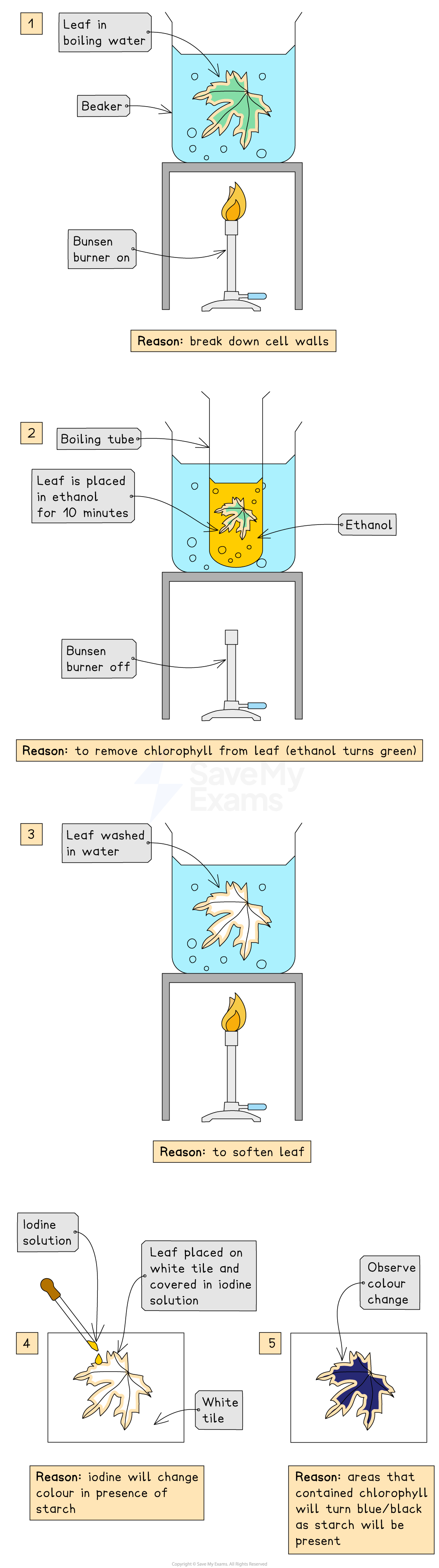 Flowchart showing steps to test for starch in a leaf using boiling, ethanol soaking, and iodine. Final leaf turns blue-black if starch is present.