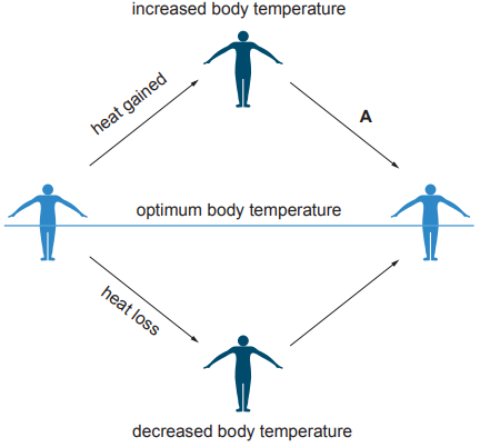Diagram illustrating body temperature regulation with arrows showing heat gain and loss between increased and decreased body temperature states.