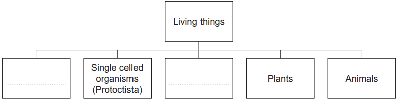 Flowchart of living things, showing categories: blank, single-celled organisms (Protictista), blank, plants, and animals.