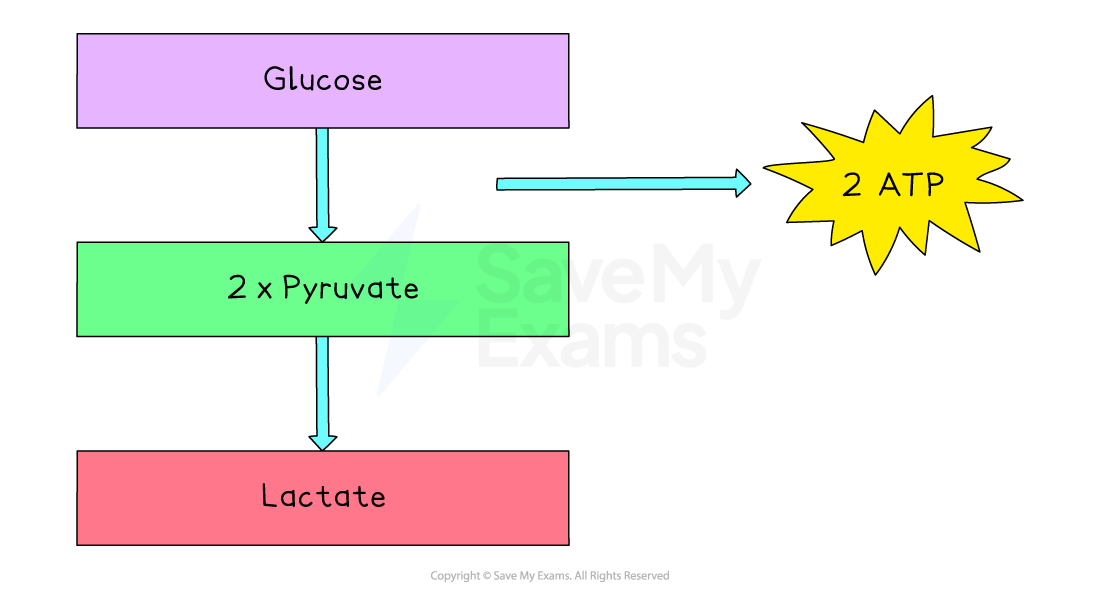 Flowchart of glycolysis: Glucose converts to 2 pyruvate, forming 2 ATP, then to lactate. Arrows indicate process direction.
