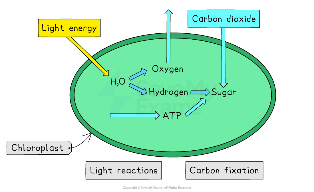 Diagram of photosynthesis in a chloroplast, showing light energy, carbon dioxide, and water input, producing oxygen, ATP, hydrogen, and sugar.