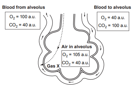 Diagram of alveoli gas exchange showing blood to alveolus (O₂ 40 a.u., CO₂ 100 a.u.), blood from alveolus (O₂ 100 a.u., CO₂ 40 a.u.), and air in alveolus (O₂ 105 a.u., CO₂ 40 a.u.).