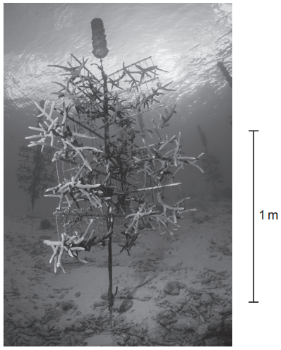 Underwater coral nursery structure with coral fragments attached, suspended in clear water, supported by a central pole. A vertical scale reads 1 metre.