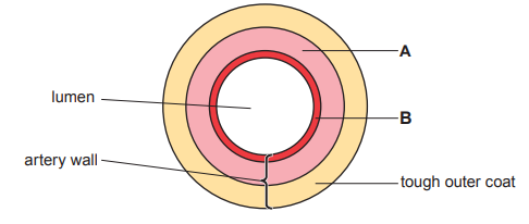Cross-section diagram of an artery, showing labelled layers: lumen, artery wall, tough outer coat, section A, and section B.