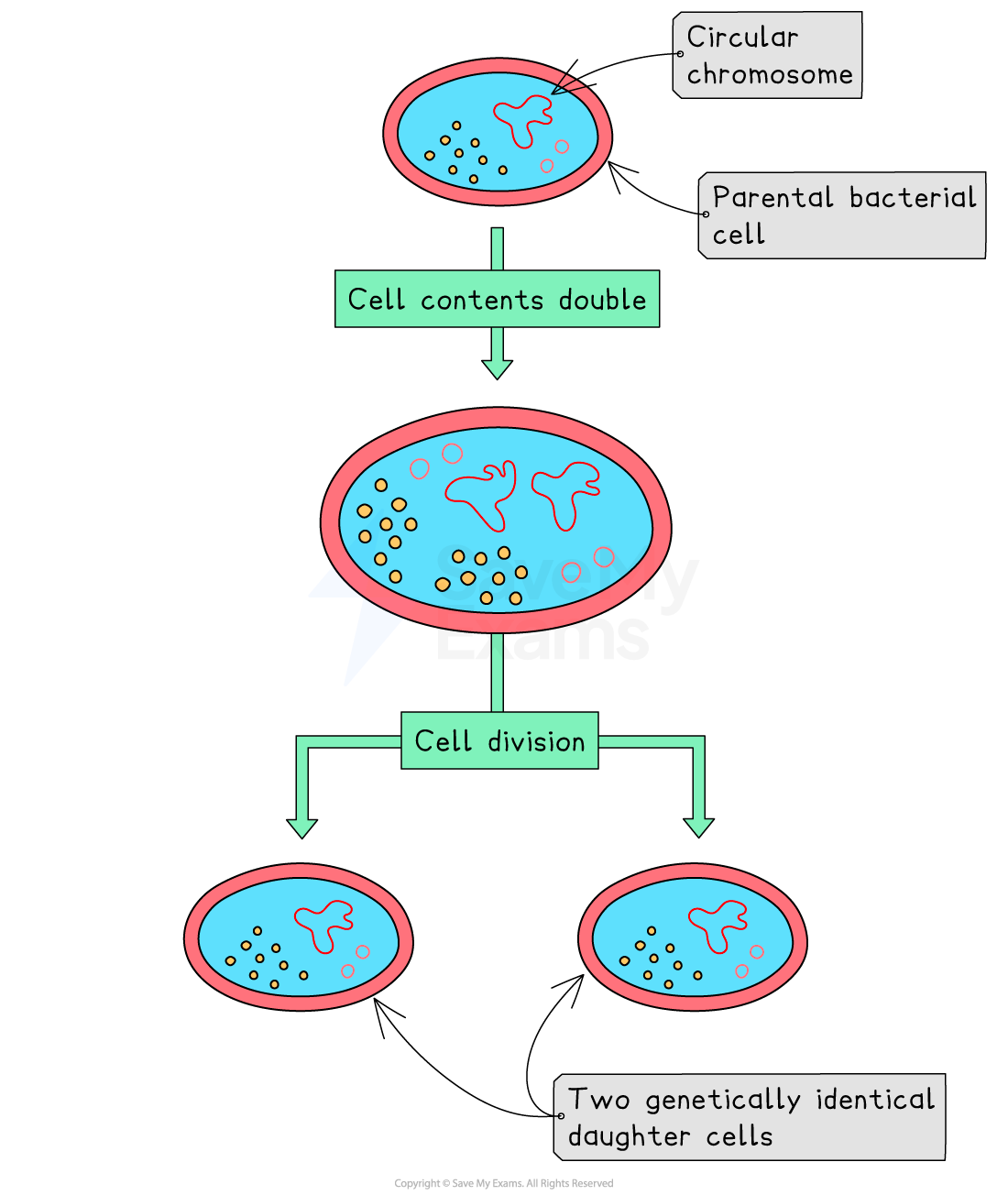 Diagram of bacterial cell division, showing a parental cell with a circular chromosome doubling contents, then dividing into two identical daughter cells.