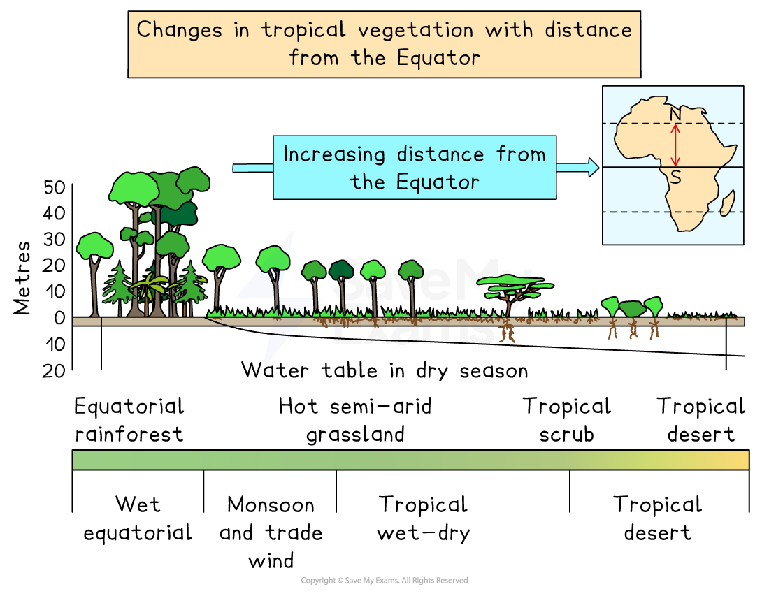 Diagram showing changes in tropical vegetation from rainforest to desert with increasing distance from the equator, featuring height in metres and zones.