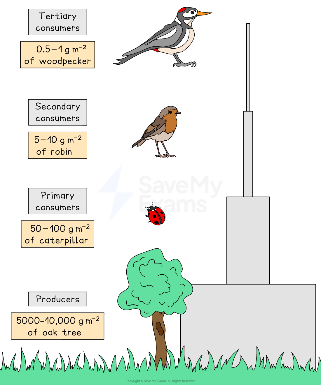 Food chain pyramid showing trophic levels: oak tree as producers, caterpillar as primary consumer, robin as secondary, woodpecker as tertiary.
