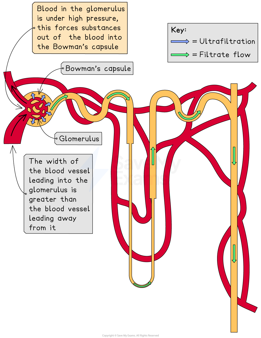 Diagram of glomerulus and nephron showing blood flow and filtration. Labels indicate high pressure and vessel width, key explains ultrafiltration.