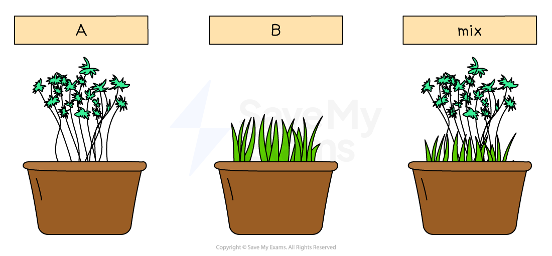 Three plant pots labelled A, B, and mix. A has leafy plants, B has yellow flowers, and mix combines both leafy plants and yellow flowers.