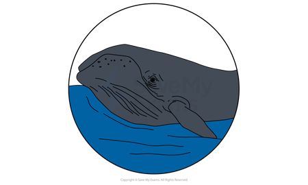 The bull whale in The Whale Rider.