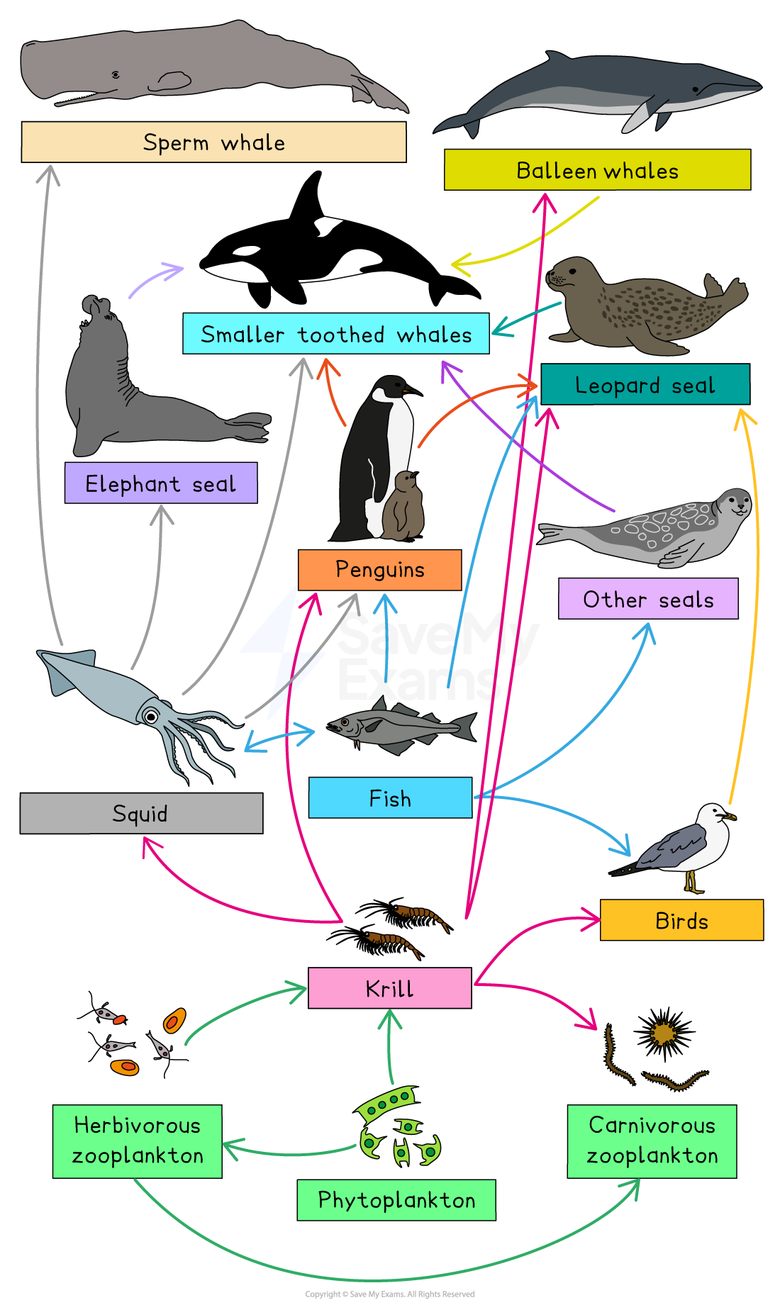 Marine food web diagram showing connections from phytoplankton and zooplankton to krill, fish, squid, seals, whales, penguins, and birds.