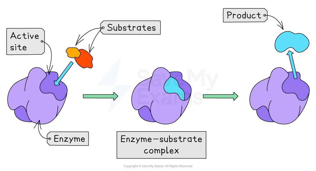 Diagram showing enzyme action: enzyme with active site binds substrates, forming enzyme-substrate complex, then releases product.