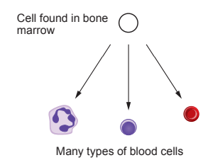 Diagram of cell differentiation in bone marrow, showing a stem cell branching into different blood cells: a purple cell, a plain circle, and a red cell.