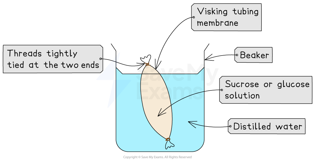 Visking tubing with starch and amylase solution in a beaker of distilled water, secured by threads at both ends, illustrating diffusion.