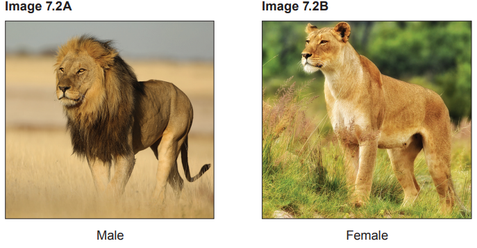 Left: Male lion with a mane stands in a savannah. Right: Female lioness in grass, alert, with a blurred green background.