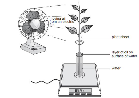 Diagram showing a plant shoot in a beaker on a balance, with a fan blowing air onto it. Water is covered by oil, displayed weight is 85.9g.