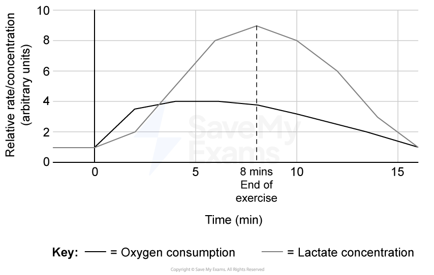 Graph showing oxygen consumption (blue line) and lactate concentration (red line) over 15 minutes. End of exercise marked at 8 minutes.