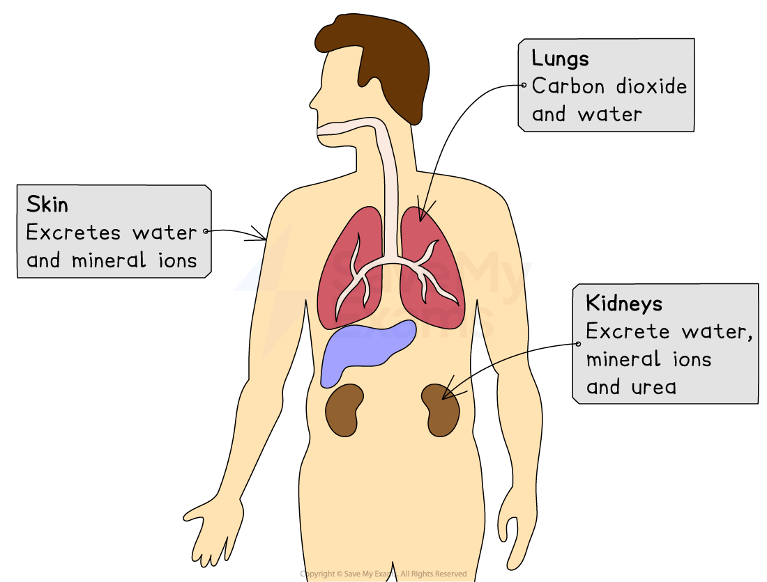 Diagram of a human body highlighting the skin, lungs, and kidneys, with labels showing their excretory functions: skin and mineral ions, lungs, and kidneys.