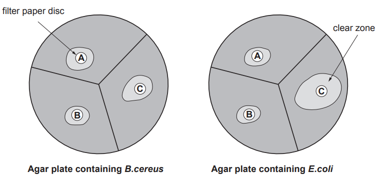 Diagram of two agar plates. Left: B. cereus with discs A, B, C. Right: E. coli with discs A, B, C; disc C shows a clear zone indicating inhibition.