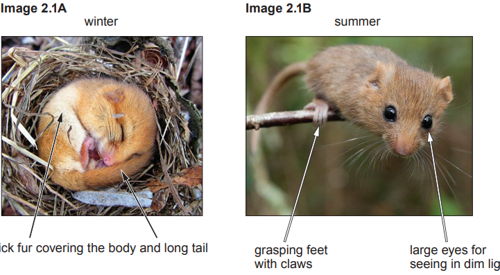 Two images of a dormouse: left shows it asleep in winter with thick fur; right shows it in summer on a branch with large eyes and grasping feet.