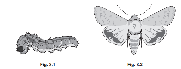 Illustration showing a caterpillar labelled "Fig. 3.1" on the left and a moth labelled "Fig. 3.2" on the right, both in grey shades.