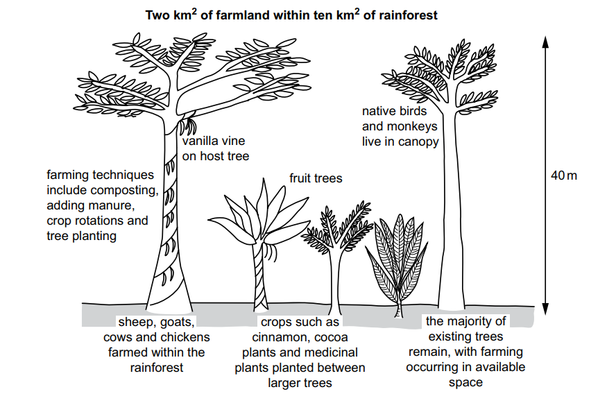 Farming in rainforest: trees up to 40m with vanilla vines, crops, and livestock. Birds live in canopy. Techniques include composting and tree planting.