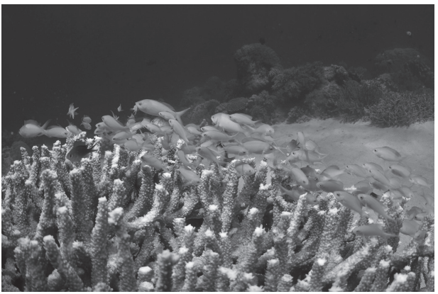 Underwater scene with a large school of small fish swimming around vibrant coral, set against a backdrop of deep ocean and darker reef formations.