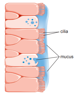 Diagram of epithelial cells with cilia and mucus. Cells have blue dots near the top, cilia extend above a blue mucus layer. Labels highlight cilia and mucus.