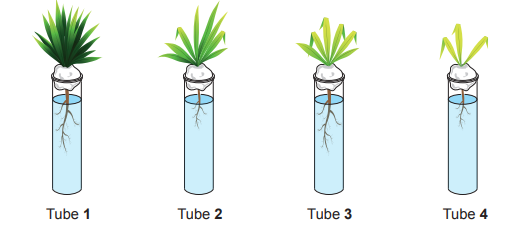 Four tubes with plants grown in water, labelled Tube 1 to Tube 4. Plant health declines progressively from lush green in Tube 1 to wilting in Tube 4.