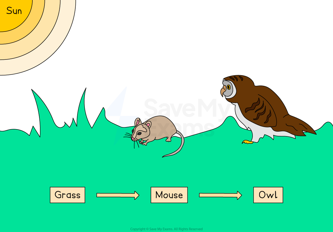 Illustration of a food chain showing sun, grass, a mouse eating grass, and an owl facing the mouse. Arrows indicate energy flow from grass to owl.