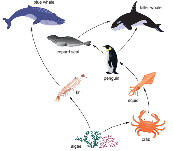 Marine food chain diagram showing algae eaten by krill, krill by blue whale and squid, squid by penguin and seals, seals by killer whale, and crab by squid.