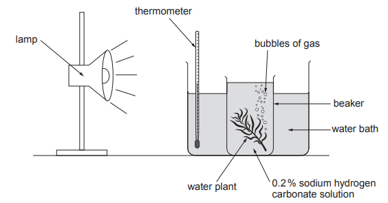 Diagram of a photosynthesis experiment with a lamp, thermometer, beaker, water bath, water plant, and sodium hydrogen carbonate solution. Bubbles are shown.
