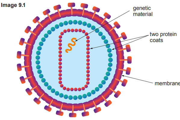 Diagram of a virus showing genetic material, two protein coats, and membrane. Labels indicate these features with arrows pointing to each part.