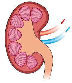 Diagram of a human kidney cross-section showing red and blue arrows indicating blood flow in and out, with visible nephrons inside.