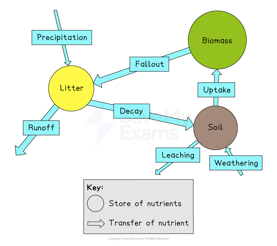 Diagram of nutrient cycling showing biomass, litter, and soil as nutrient stores, with arrows indicating processes like decay, uptake, and runoff.