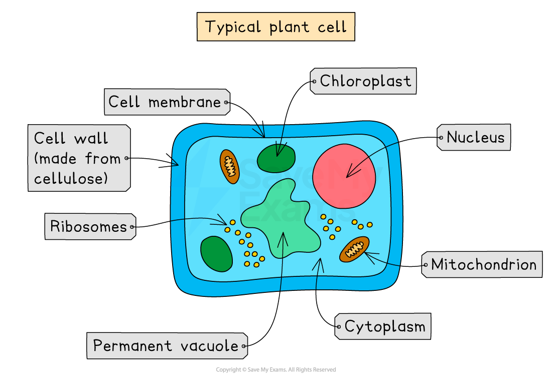 Diagram of a typical plant cell, labelled with parts including chloroplast, nucleus, mitochondrion, ribosomes, cell wall, membrane, cytoplasm, vacuole.