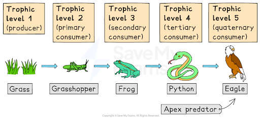 Diagram showing the trophic levels for a simple food chain—our APES Study Guides are full of illustrations like this one, to make concepts clearer
