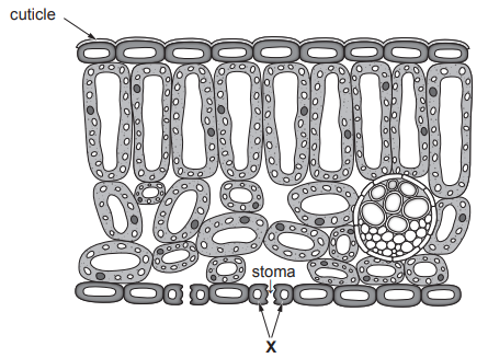 Cross-section diagram of a leaf showing labelled parts: cuticle, upper epidermis, palisade and spongy mesophyll, vascular bundle, stoma, guard cells.