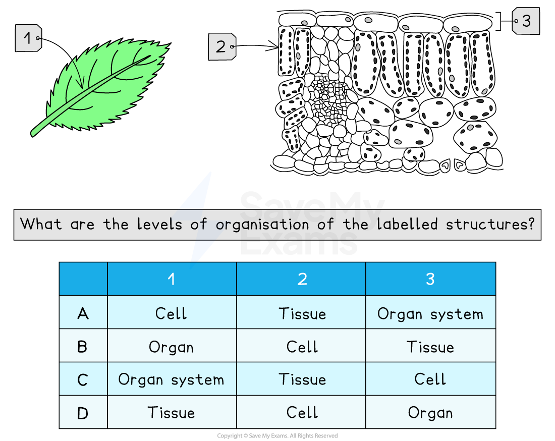 Diagram showing levels of organisation: 1 is a leaf, 2 is a section through leaf showing tissue, 3 is a cell. A table lists possible categorisations.