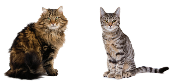 Two cats sit side by side; a long-haired tabby on the left and a short-haired tabby on the right, both against a white background.