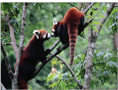 Two red pandas perched on tree branches, facing each other amidst lush green foliage, with one panda slightly higher than the other.