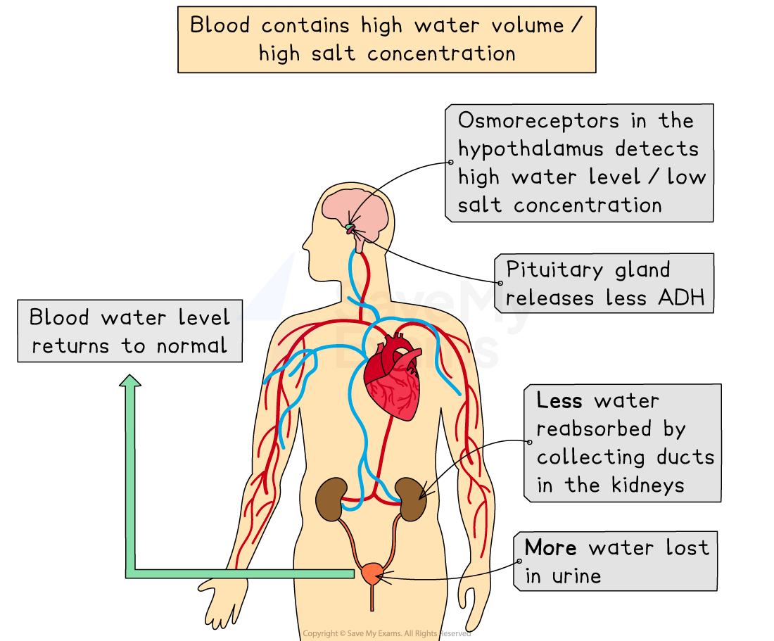 Diagram of human body showing blood water regulation. Hypothalamus detects high water, pituitary releases less ADH, kidneys reabsorb less, leading to more urine.