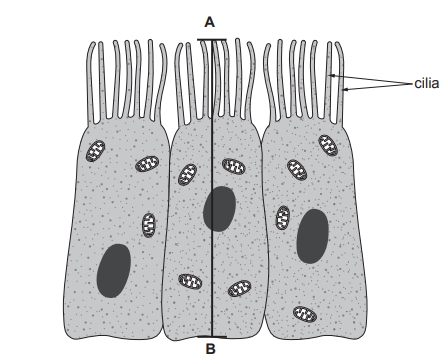 Three adjacent, grey, rectangular ciliated cells are shown, labelled A and B. The cells have nuclei and multiple mitochondria, with cilia on the top surface.