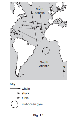Map of the North and South Atlantic showing migration routes of whales, sharks, and turtles with a mid-ocean gyre marked. A key illustrates each symbol.