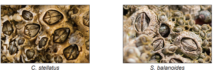 Close-up image comparing C. stellatus and S. balanoides barnacles on a rocky surface, showing their distinctive textures and shell patterns.