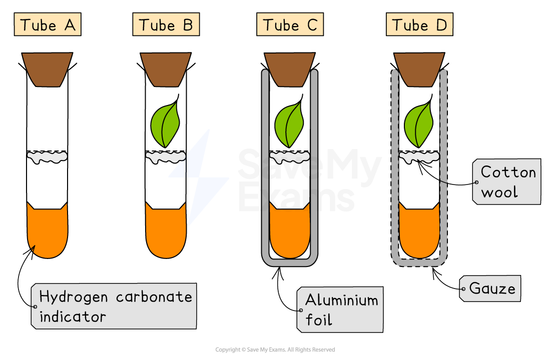 Four test tubes labelled A to D, with hydrogen carbonate indicator. Tube B, C, D have leaves. Tube C is wrapped in foil; D is wrapped in gauze and cotton wool.